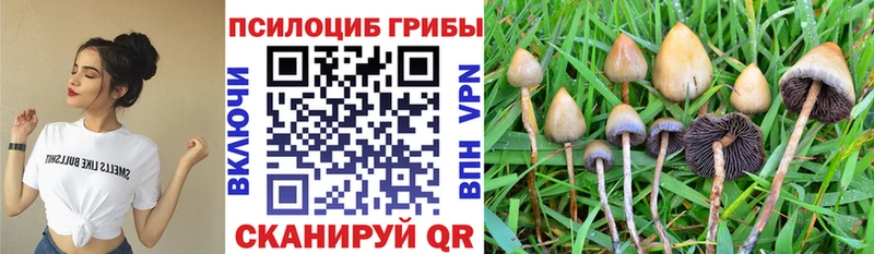 Псилоцибиновые грибы Psilocybe  даркнет сайт  Черноголовка 